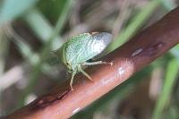 Stictocephala alta