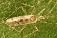Dicyphus bolivari