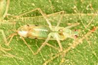 Dicyphus bolivari