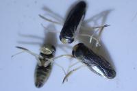 Sigara lateralis
