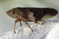 Aphrophora alni