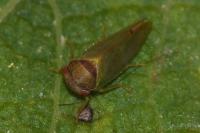 Iassus lanio