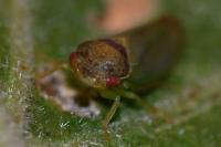 Iassus lanio