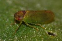 Iassus lanio