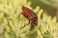 Graphosoma italicum