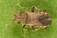 Ceraleptus gracilicornis