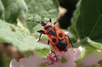 Pyrrhocoris apterus