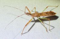 Nagusta goedelii