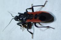 Peirates hybridus
