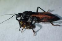 Peirates hybridus