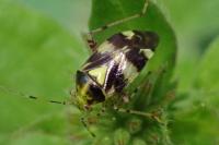Liocoris tripustulatus