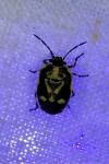 Eurydema oleracea