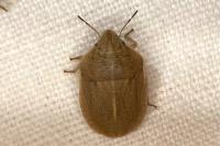 Eurygaster austriaca