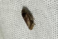 Philaenus spumarius