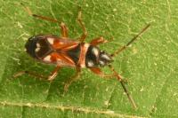 Raglius alboacuminatus