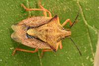 Carpocoris mediterraneus