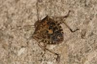 Rhaphigaster nebulosa