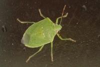 Nezara viridula