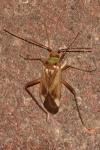 Adelphocoris lineolatus
