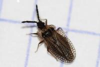 Kalama tricornis