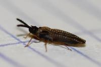 Kalama tricornis