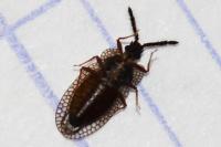 Kalama tricornis