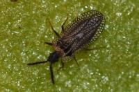 Kalama tricornis