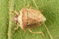 Eysarcoris ventralis