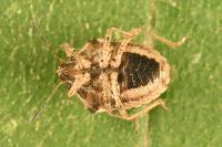 Eysarcoris ventralis