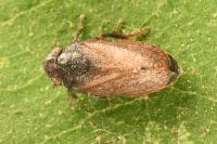 Tettigometra impressopunctata