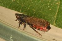 Tettigometra impressopunctata