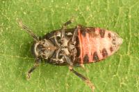 Tettigometra impressopunctata