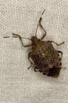 Halyomorpha halys