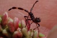 Coreus marginatus