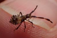 Coreus marginatus