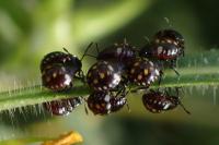 Nezara viridula