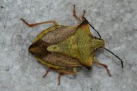 Carpocoris mediterraneus