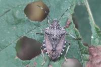 Halyomorpha halys