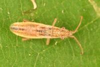 Myrmus miriformis
