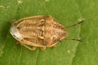 Neottiglossa leporina