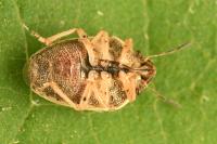 Neottiglossa leporina