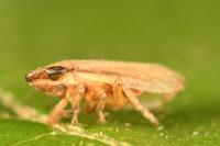 Neophilaenus lineatus