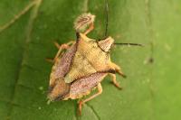 Carpocoris mediterraneus