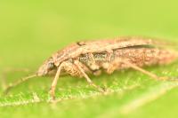 Emblethis denticollis