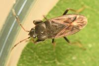 Megalonotus emarginatus