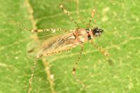 Gampsocoris punctipes