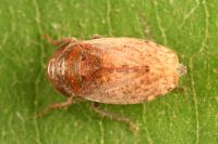 Goniagnathus brevis