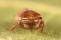 Goniagnathus brevis