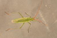 Trigonotylus caelestialium