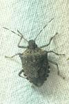Halyomorpha halys